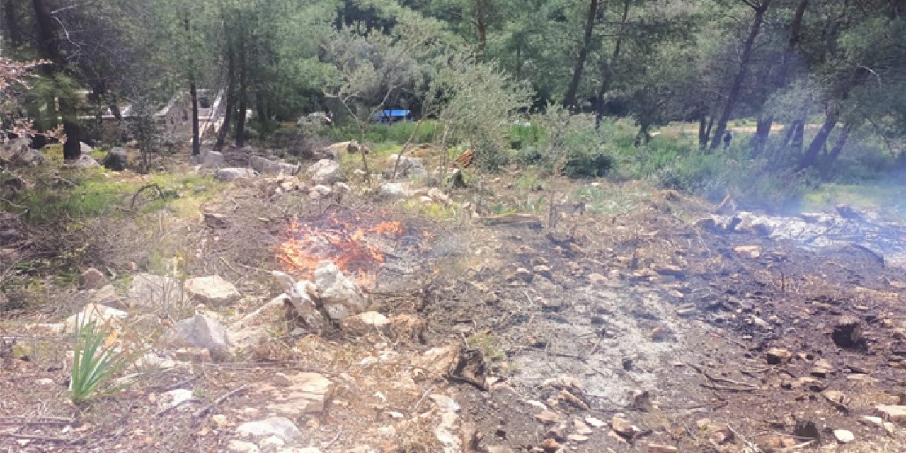 Ağaçları yakan 20 şüpheliye gözaltı