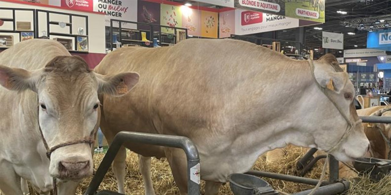 Paris'te geleneksel tarım fuarında 990 kilogramlık inek rekor fiyata satıldı