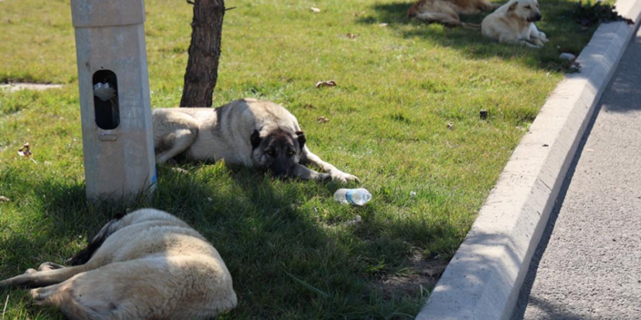 Diyarbakır’da köpek dehşeti: 1 günde 8 kişiyi birden ısırdı