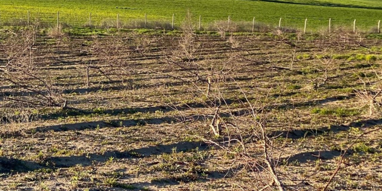 Batman'da akılalmaz olay! Bahçeye gizlice girip tam 900 badem ağacını kestiler!