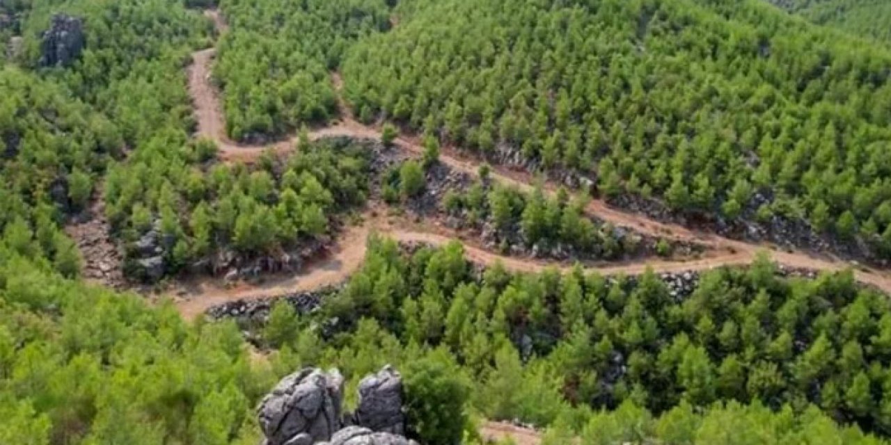 İzmir'in gözde ağaçlık alanına darbe! 400 yıllık ağaçlar kesilecek