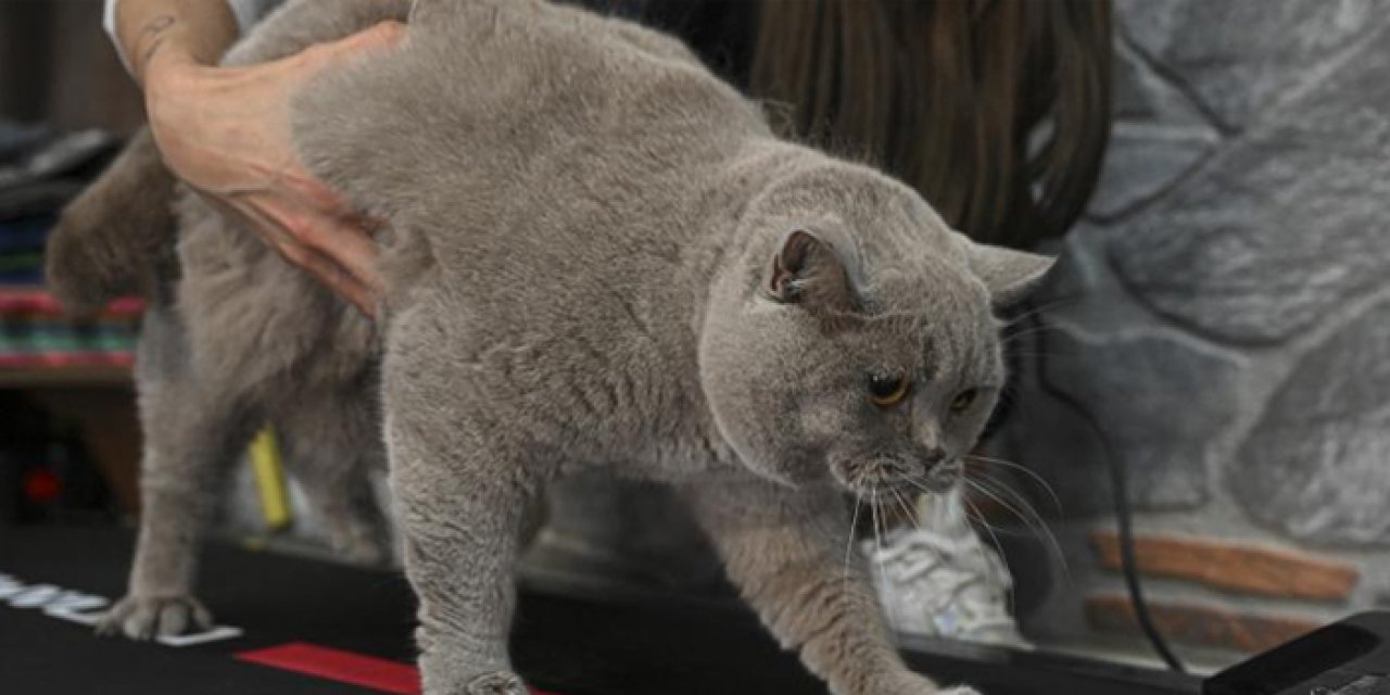 Obez kedi "Şiraz" pilates yaparak ve yüzerek zayıflıyor