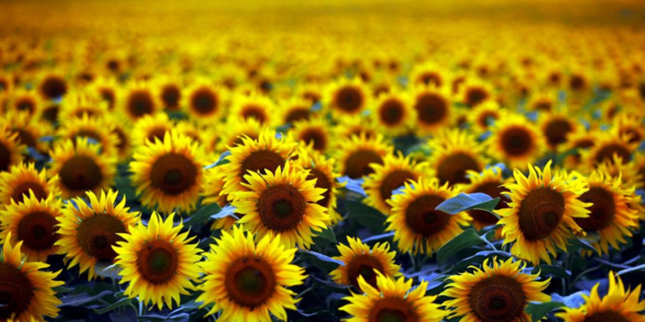 Çiftçiye hibe müjdesi: Ayçiçeği ve nohut desteği sağlanacak!