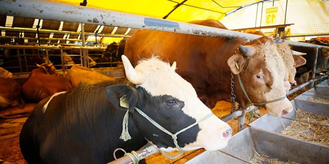 Şap alarmı! Bir hayvan pazarı daha kapatıldı