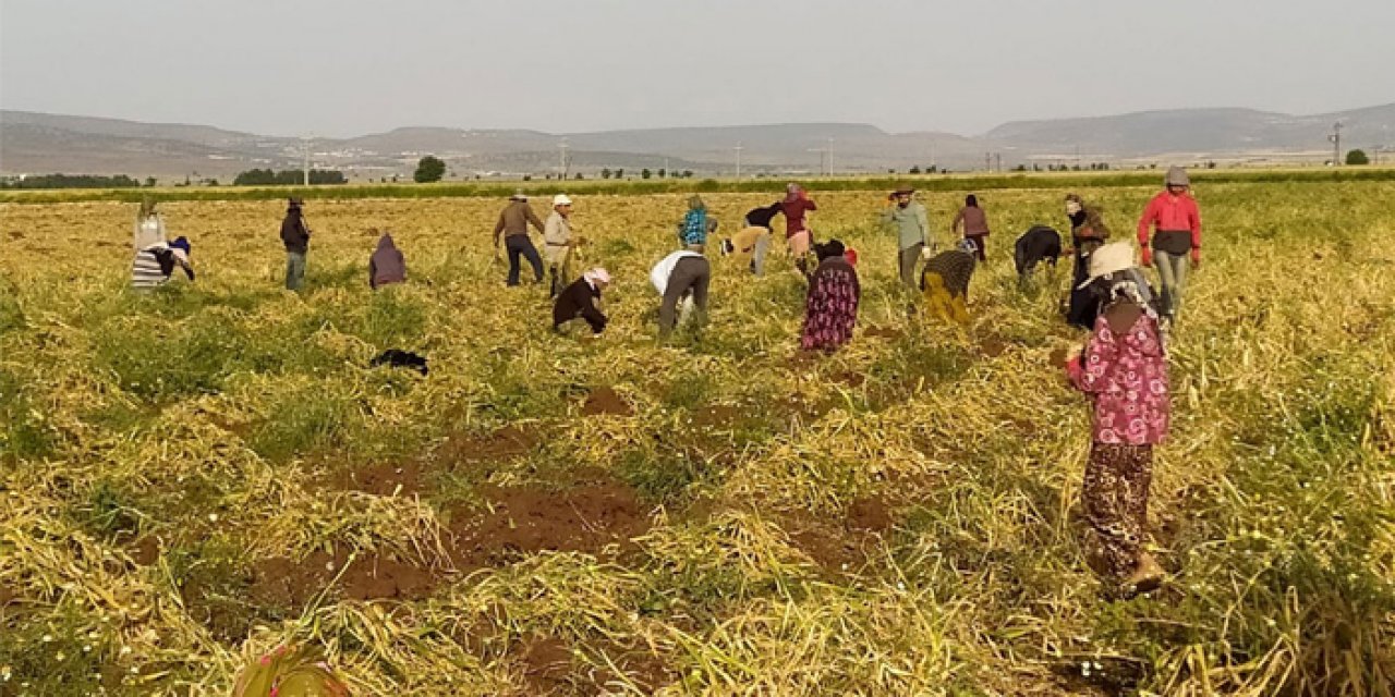 Sürekli Tarım İşçilerinin ücretleri yükseldi