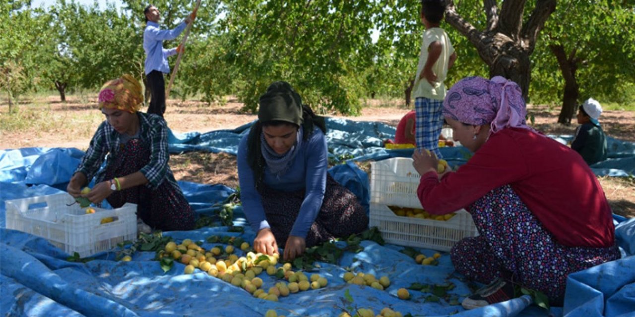 Tarım sektöründe büyük düşüş