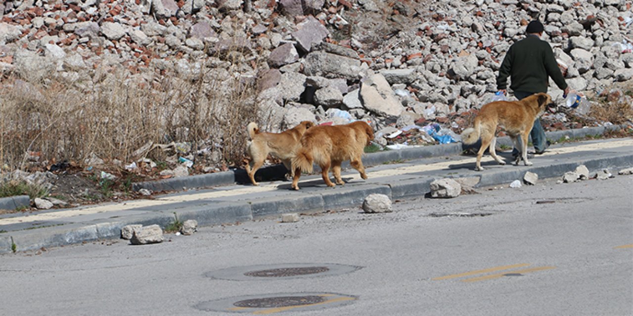 İzmir'de başıboş köpek tehlikesi: "Taş ve sopa olmadan çıkamıyoruz"