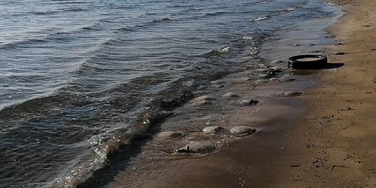 Mersin'de bulundu: "Asla dokunmayın"