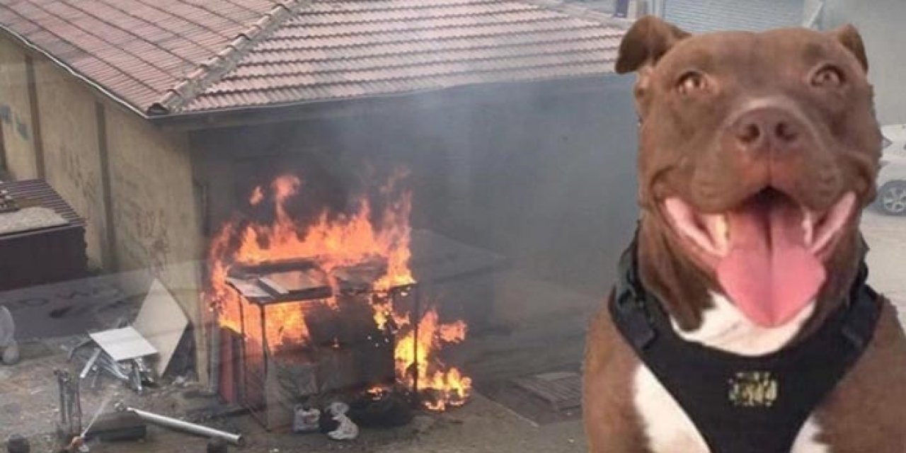 İzmir'de köpek katliamı! Yakarak katletti!