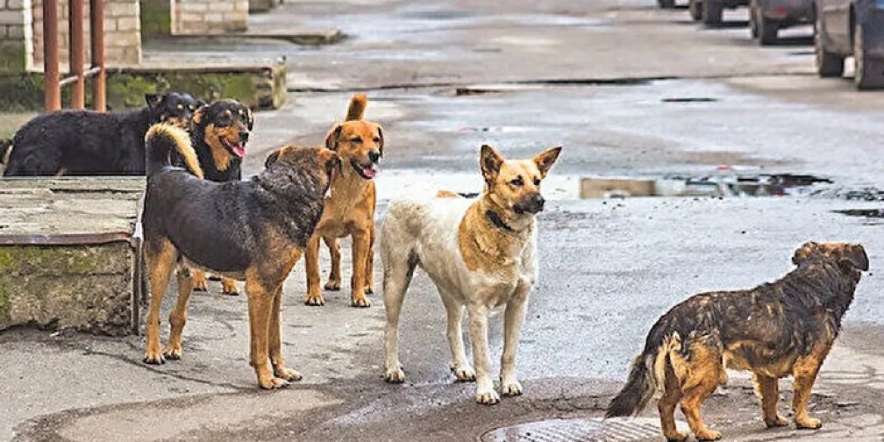 O adaydan seçim vaadi: Konya'da sokak köpeği kalmayacak