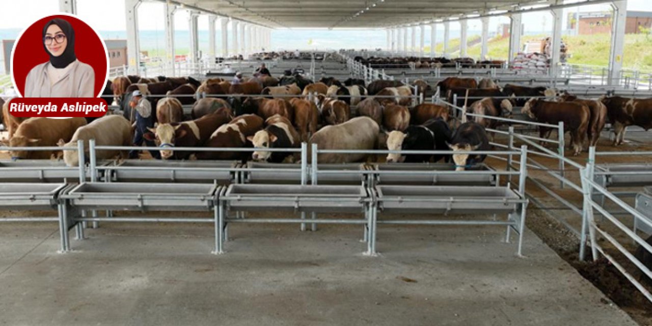 Çiftçilere müjde: Canlı hayvan pazarı ve borsası kuruluyor