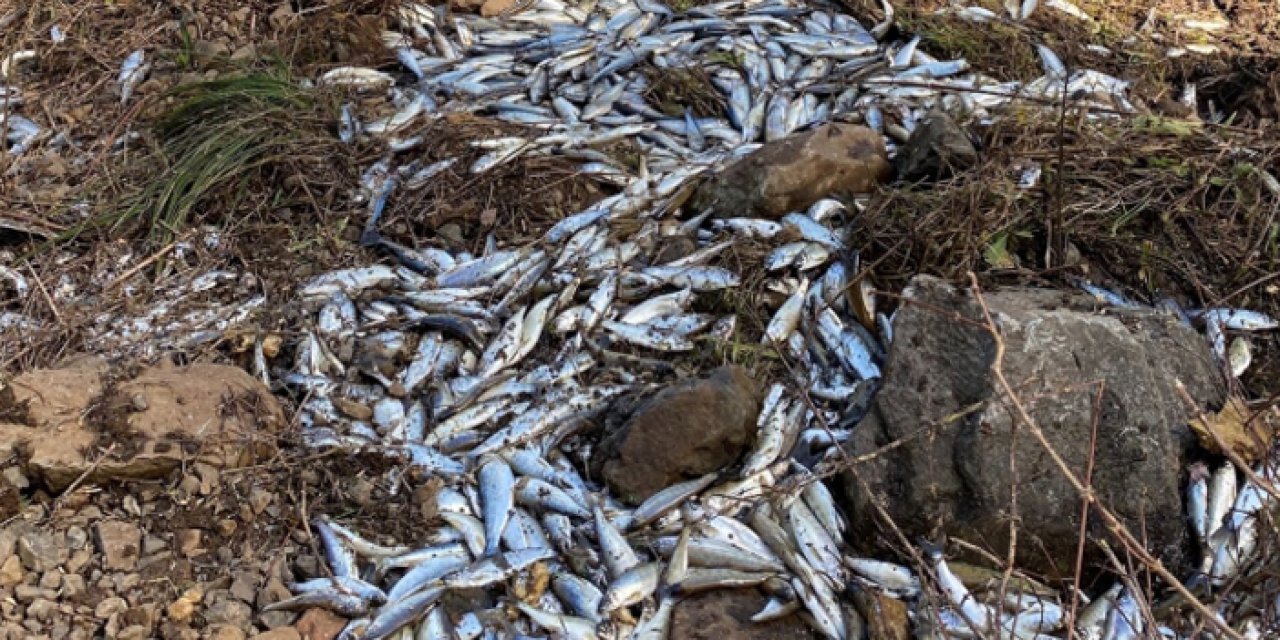 Trafik kazası geçiren binlerce somon balığı yok oldu
