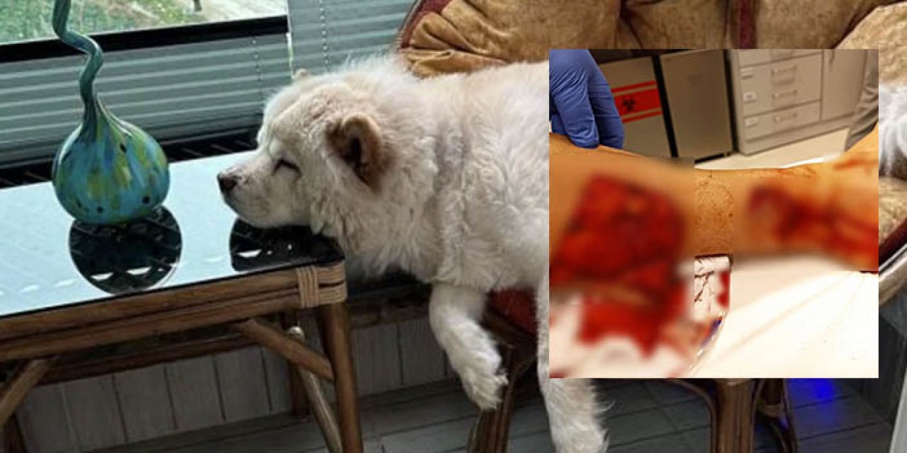 Dehşet anları! Adana'da Çin Aslanı köpek kendi sahibini parçaladı