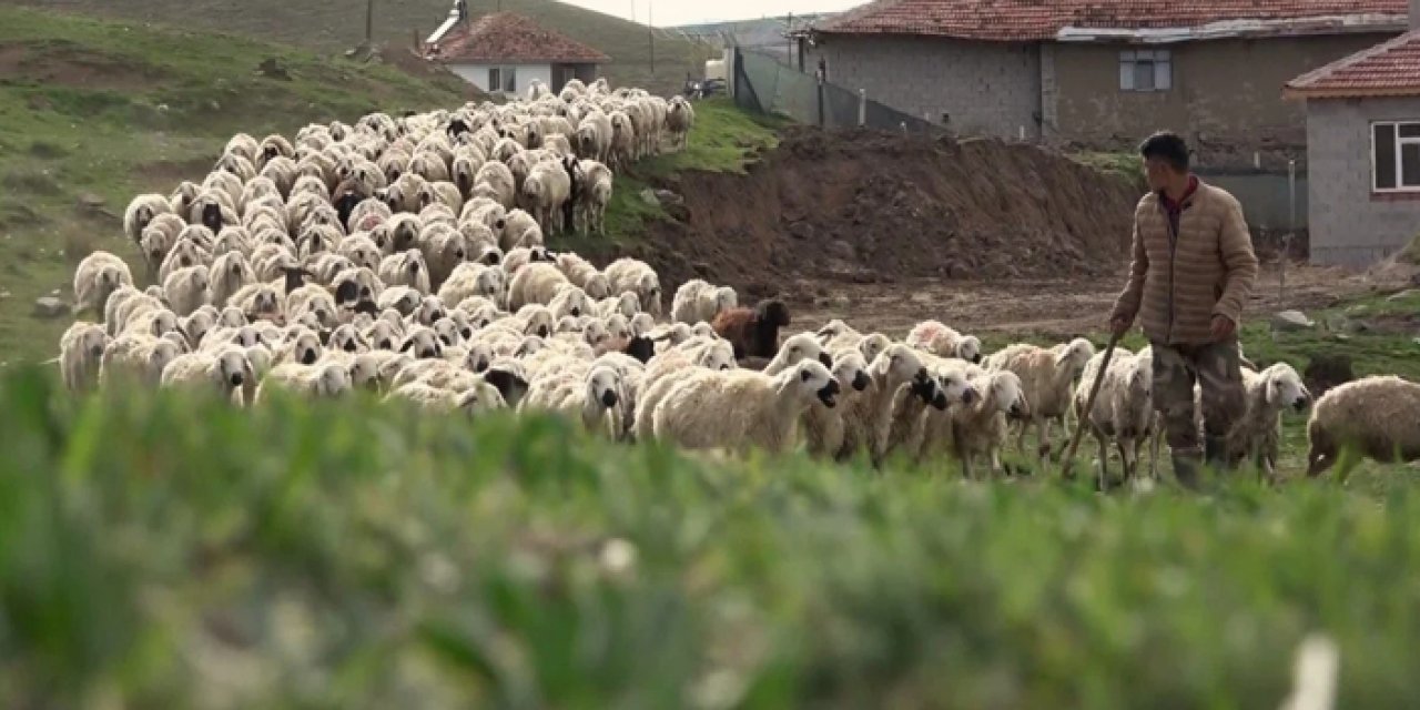 Öğretmenlikten istifa edip koyun yetiştiriciliğine başladı: Şimdi para basıyor