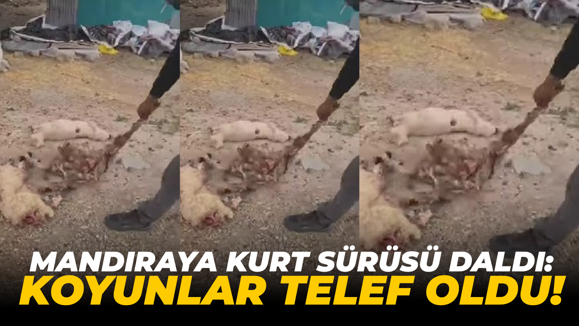 Mandıraya kurt sürüsü daldı: Koyunlar telef oldu!