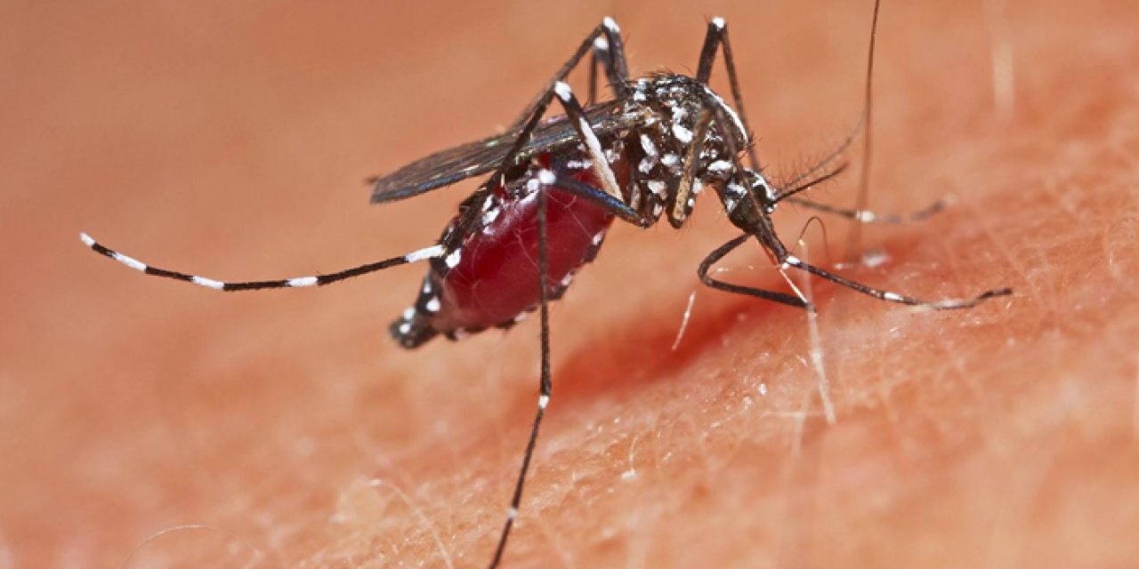 Avrupa’da sivrisinek alarmı: Salgına karşı teyakkuza geçildi