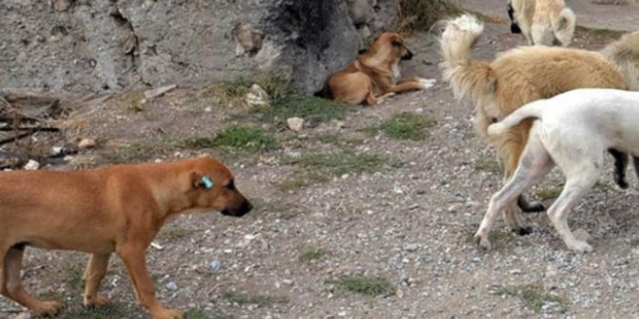 Ankara'da yine başıboş köpek dehşeti! Bir çocuğa daha saldırdılar