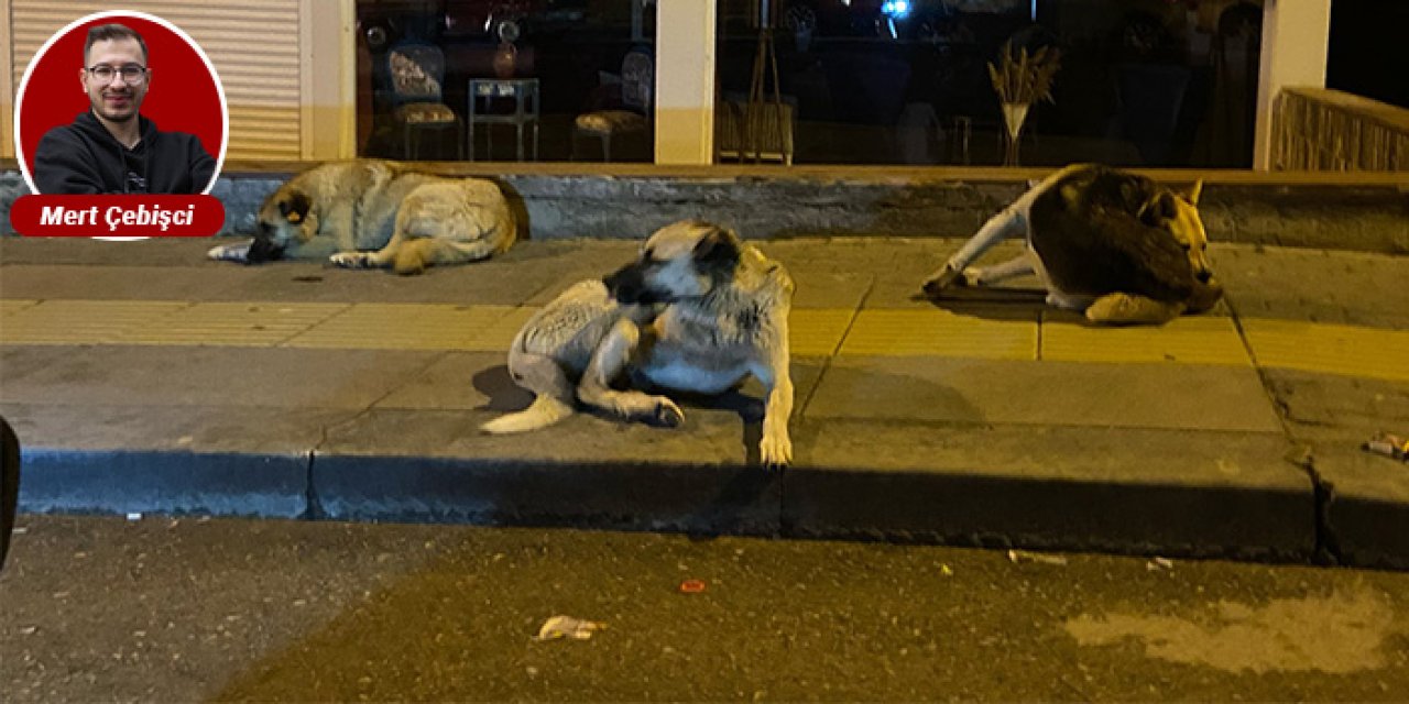 Altıağaç'ta başıboş köpek tehlikesi: "Evlerimize giremiyoruz"