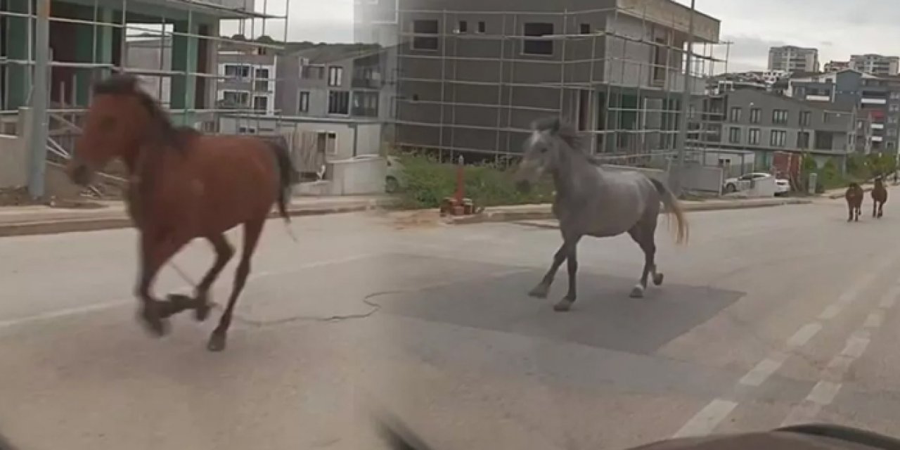 Dikkat at çıkabilir! Şehir merkezini atlar bastı