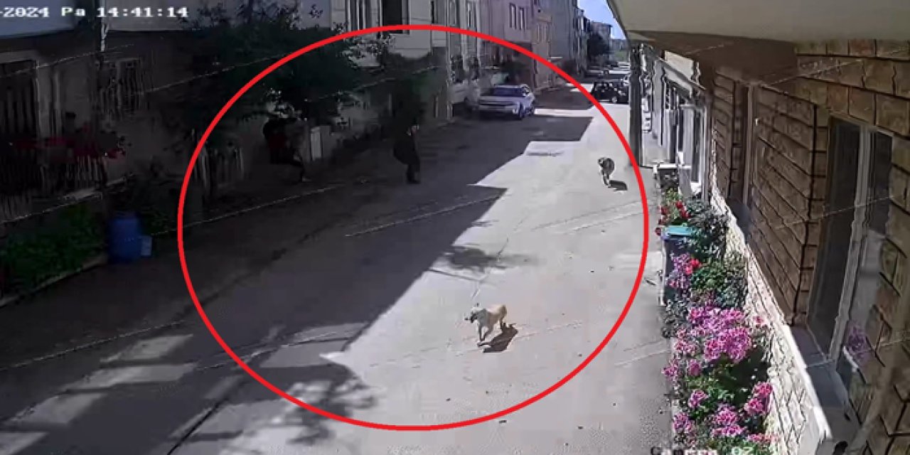 Bursa'da sokak köpekleri iki çocuğu hastanelik etti