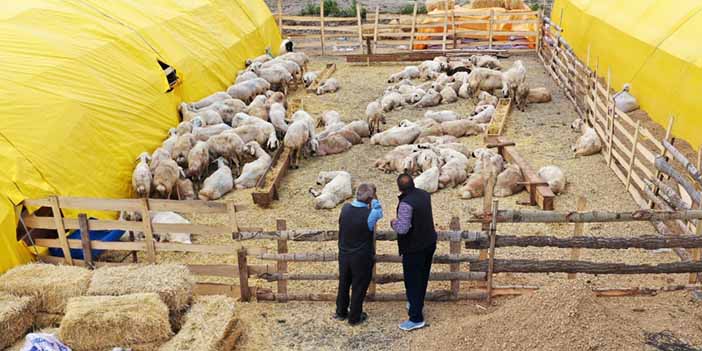 Keçiören'de kurban satış alanları için başvurular başladı