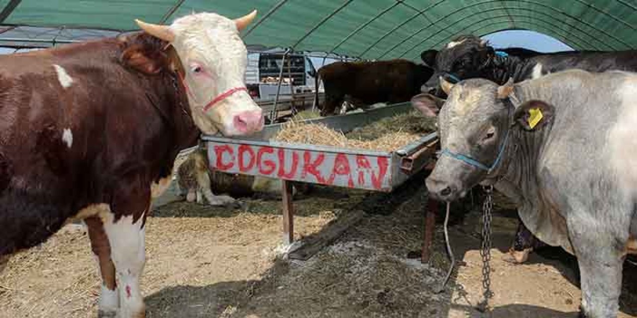 Kurban kesim alanları için başvurular başladı