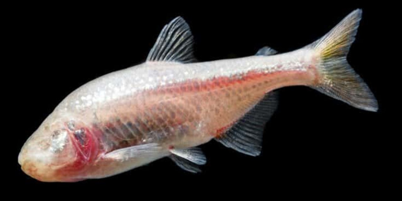 Çin'de yeni bir "kör balık" türü bulundu