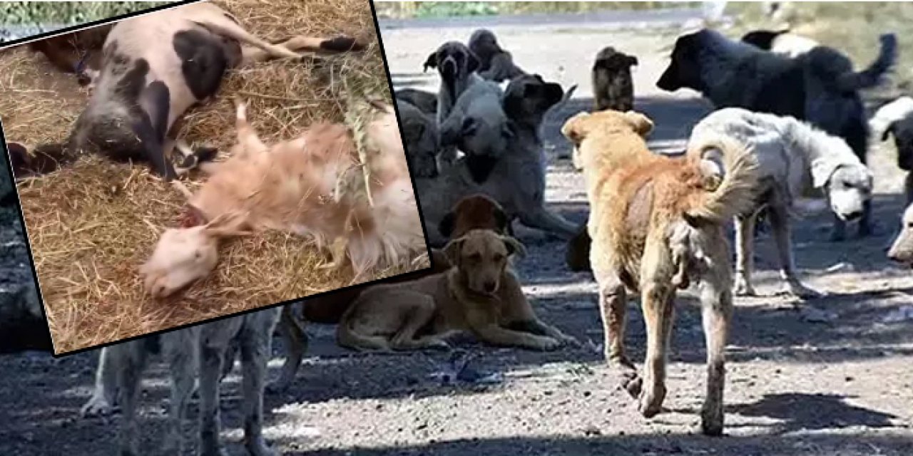 Başıboş köpekler dehşet saçtı: 10 hayvan telef oldu, 15 hayvan yaralı