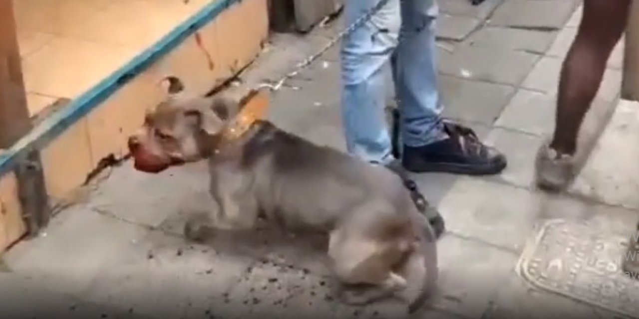 Kadıköy'de kediyi parçalayan köpeği gezdiren şahıs gözaltında!