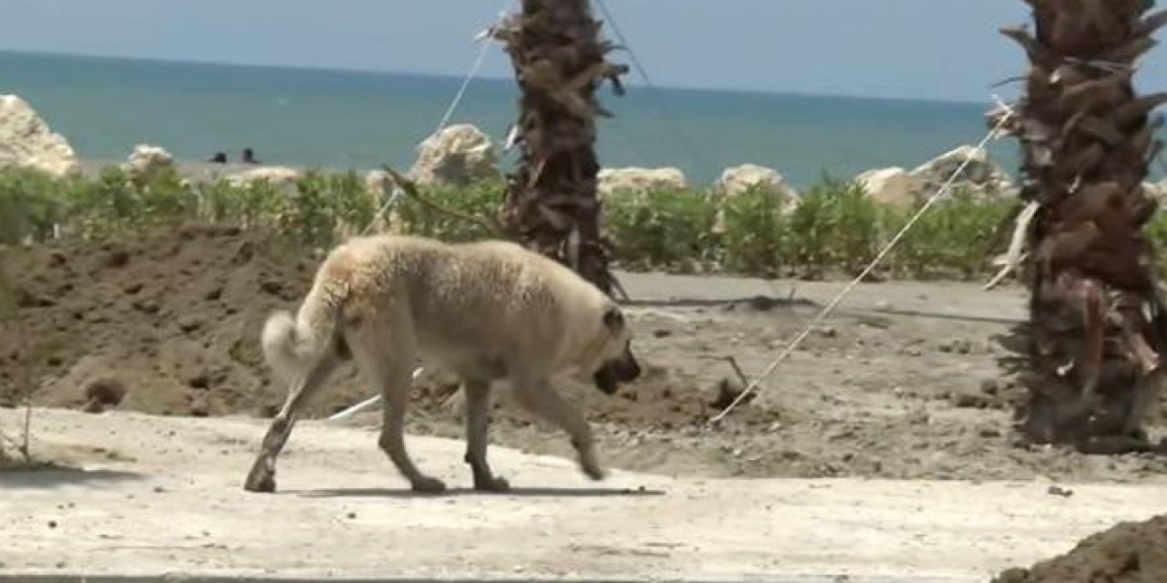 Sahilde yürüyen kadına sahipsiz köpekler saldırdı