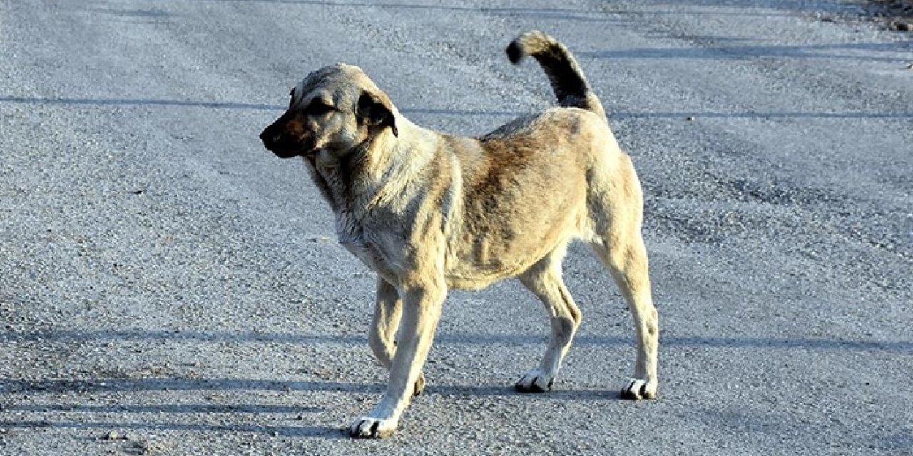 Türkiye’de başıboş köpek sorunu hayati tehlike arz ediyor