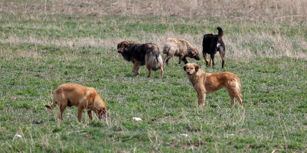 Başıboş köpeklere yönelik uygulama yönetmeliği hazırlanacak