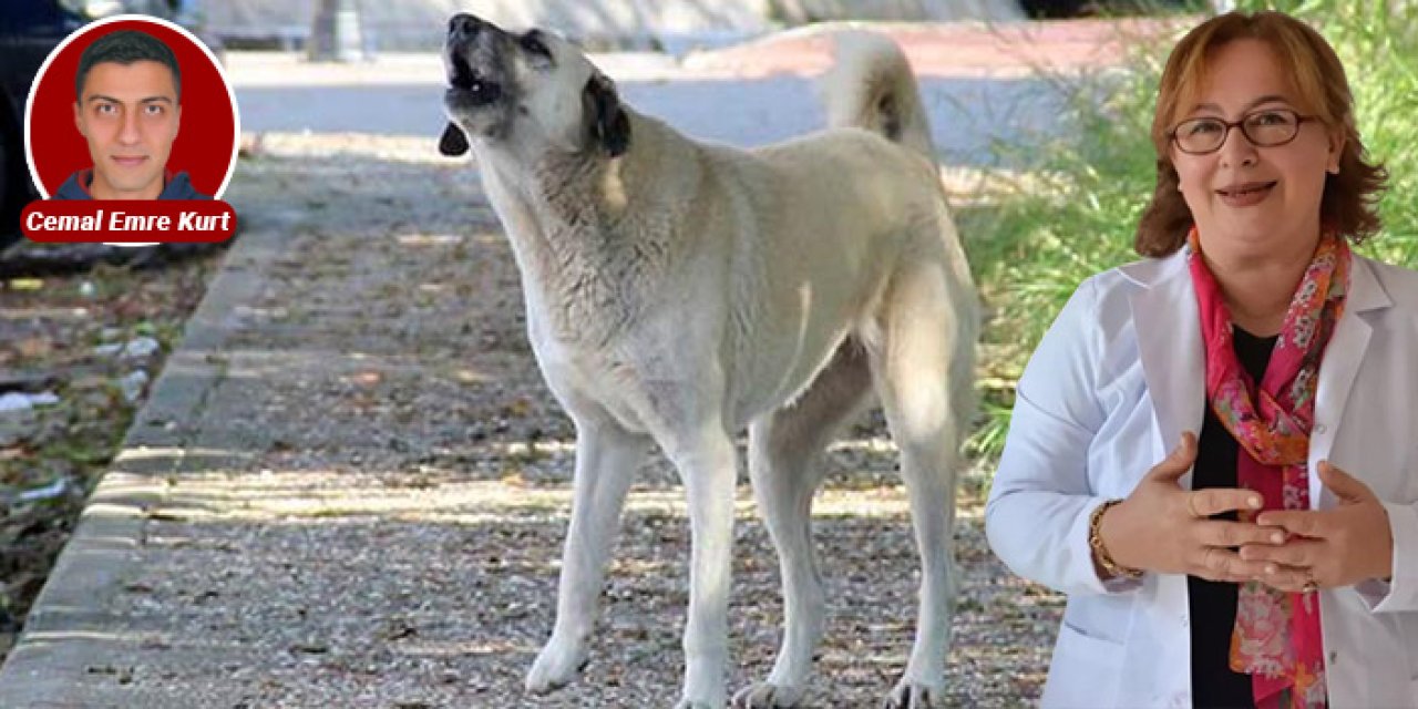 Veteriner hekimlerde “Köpek” çatlağı: İstifalar yaşanıyor