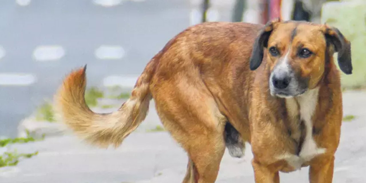 Sokak köpeklerine çözüm bekleniyor