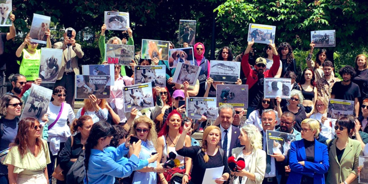 Sokak köpekleri için toplanacaklar: "Bu yasadan dönüş yok"