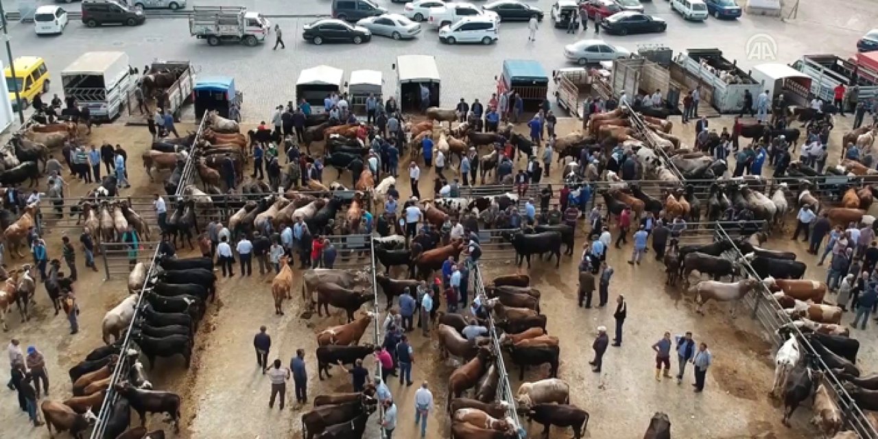 Ankara'da kurban bayramı öncesi hayvan pazarlarında yoğunluk artıyor