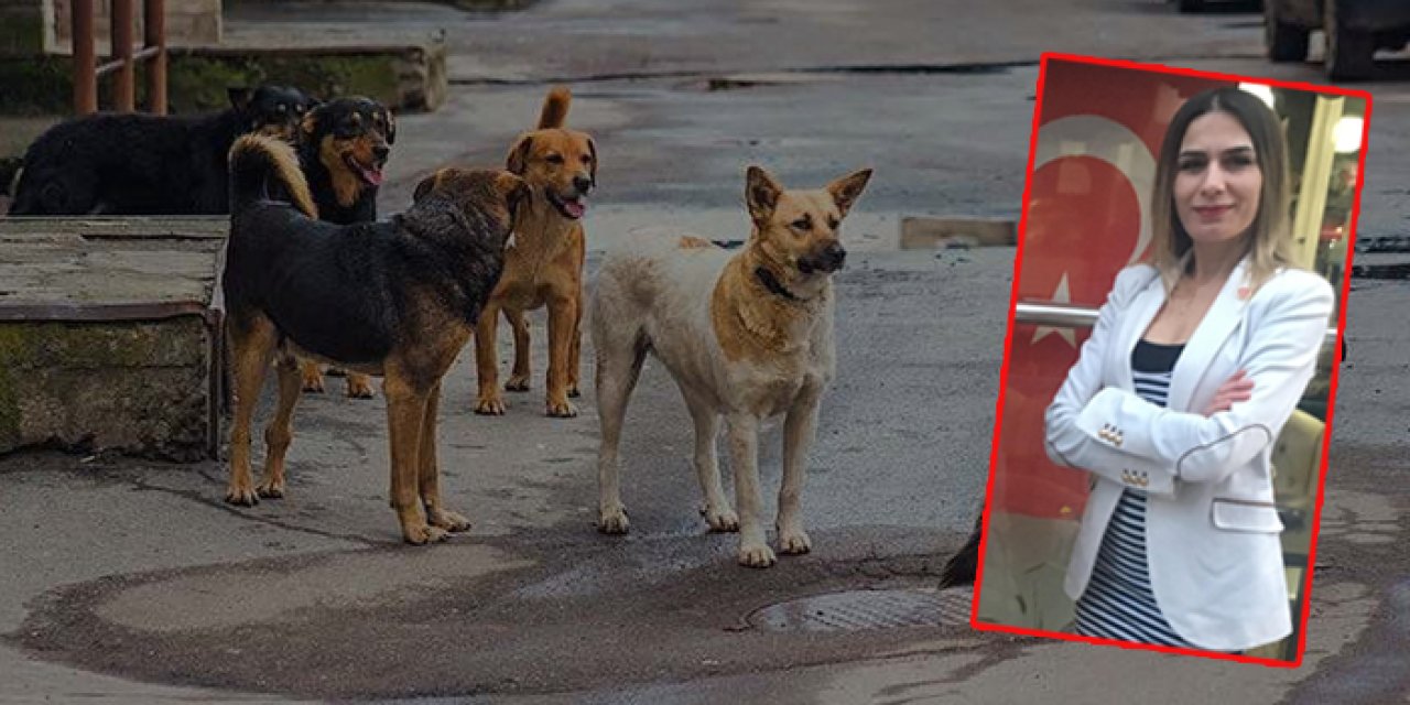 Uzmanından başıboş köpekler için çözüm önerisi: "Uyutulmayacaksa sahiplenin"