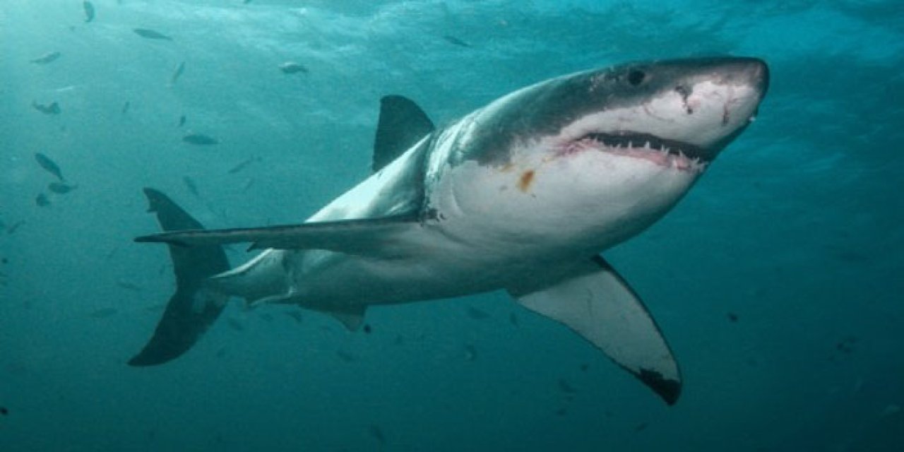 Yüzenlere köpek balığı saldırdı: 3 kişi yaralandı
