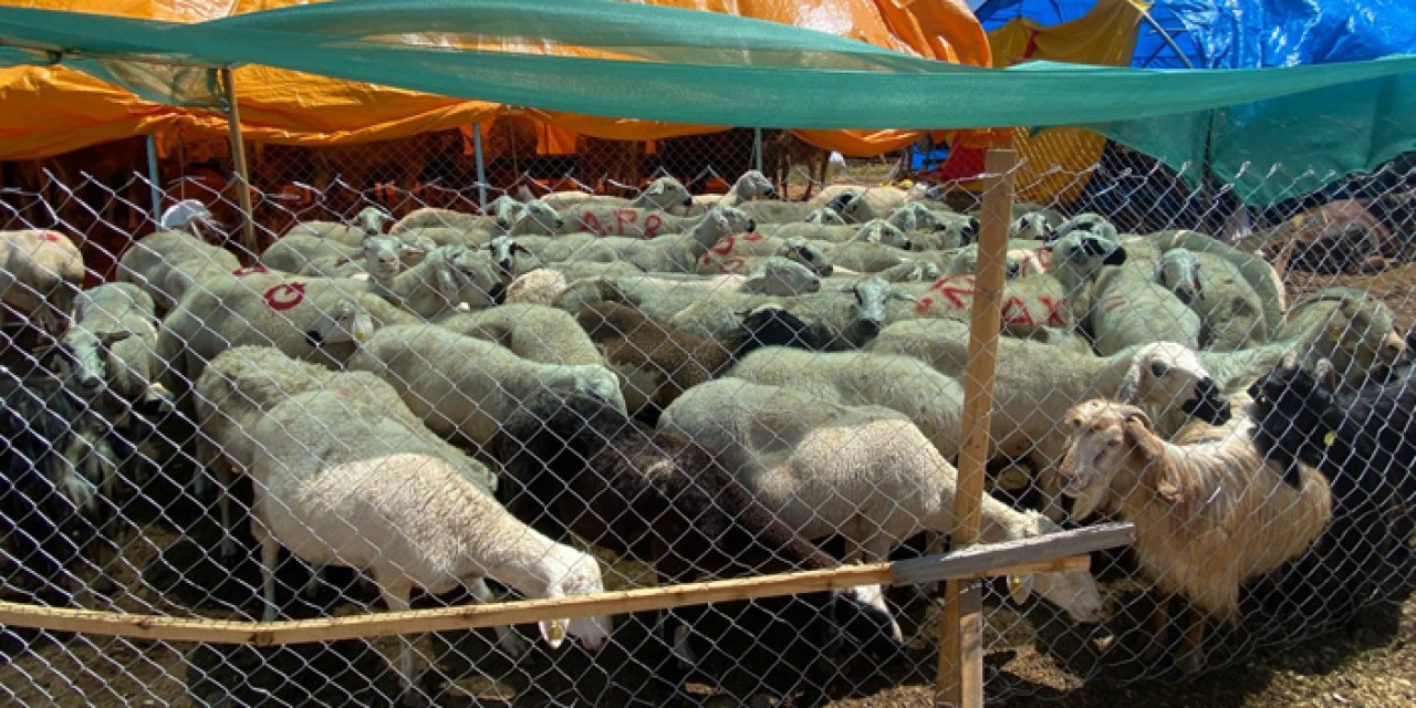 Kurbanlıklarda son durum: Bayram yaklaştıkça fiyatlar düşecek