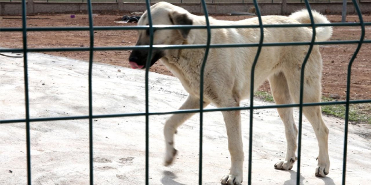 Hasta köpekler Ankara'ya getirildi iddiası: 1 kişi tutuklandı