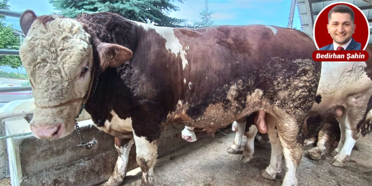 Altındağ’ın şampiyonu “Paşa” oldu: 185 bin liraya satıldı