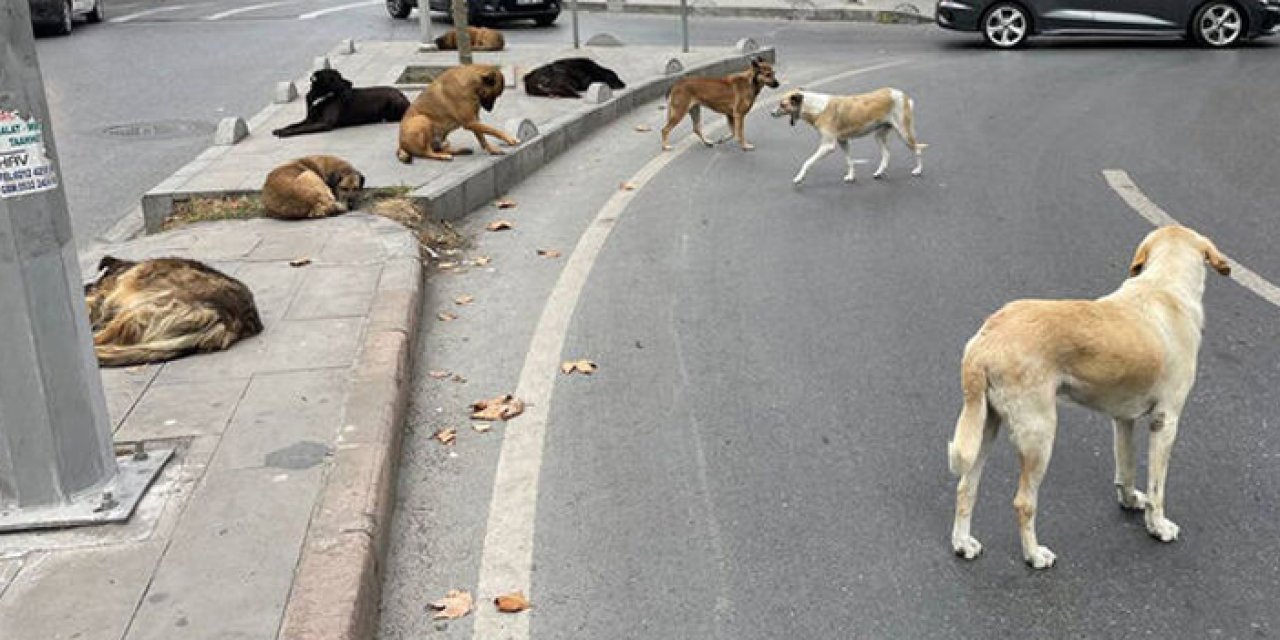 Manisa’da sokak hayvanları için yeni proje geliyor...