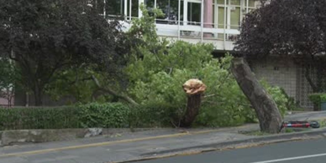 Ankara'da fırtına: Rüzgarın şiddeti ağaç devirdi