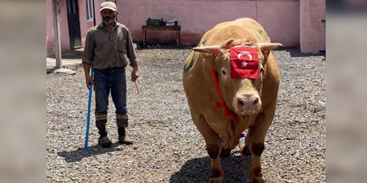 1 ton 150 kiloluk 'Şahmurat' 300 bin liraya satıldı