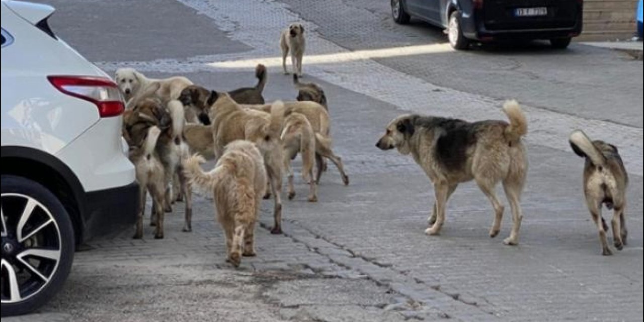 AK Partili Güler'den sokak köpekleri açıklaması: Uyutulma olmak zorunda!