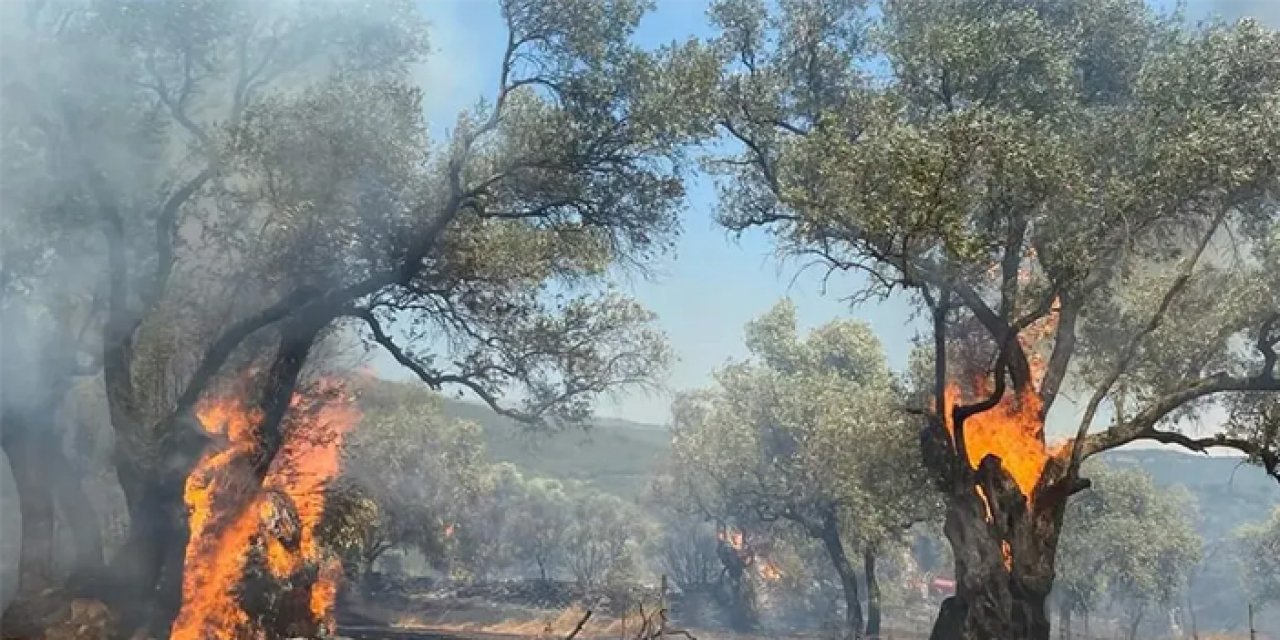 İzmir'de yangın: Zeytin ağaçları zarar gördü