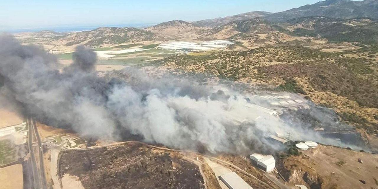 İzmir Bergama'da orman yangını