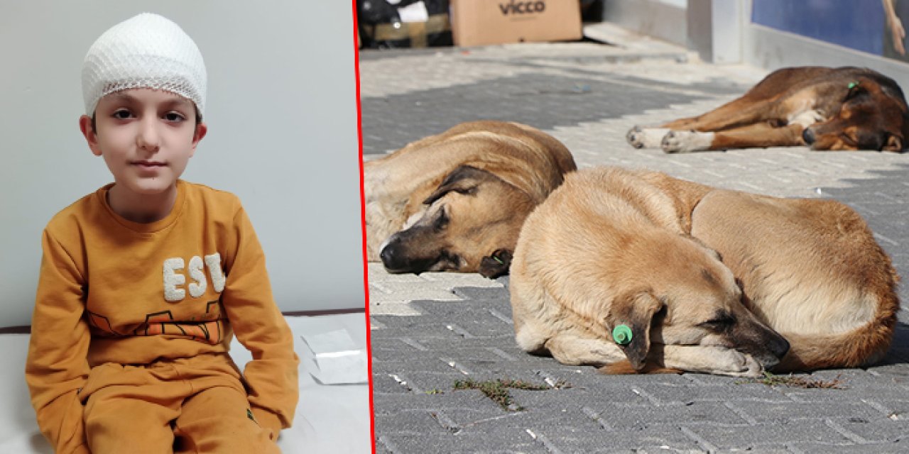 Köpeklerin saldırısına uğrayan Tunahan 15'inci ameliyatını olacak