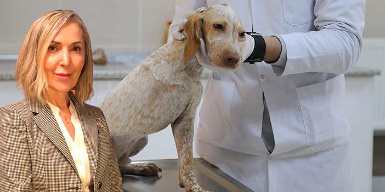 Başıboş sokak köpeği terörü: Uyutulma yasası çarpıtılmasın!