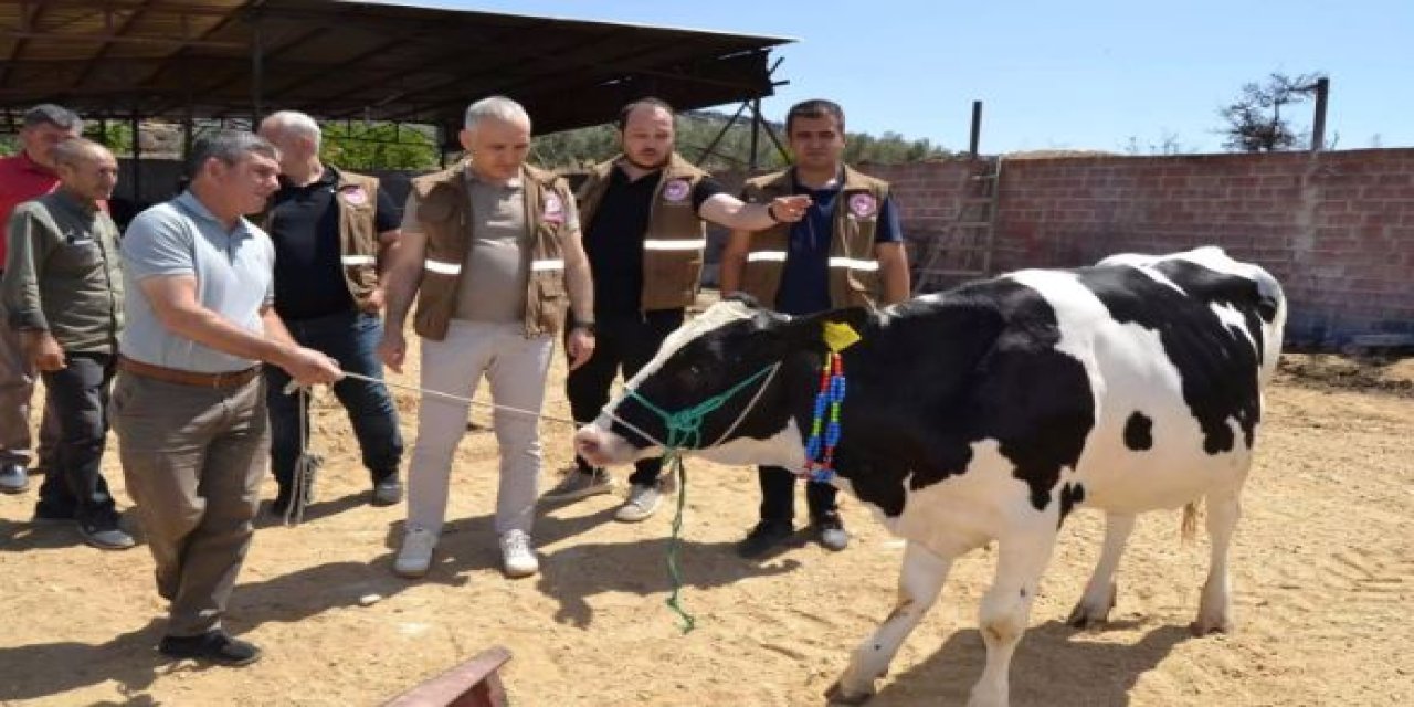 Manisa Salihli'de yangın bölgesindeki üreticiye yem ve büyükbaş desteği